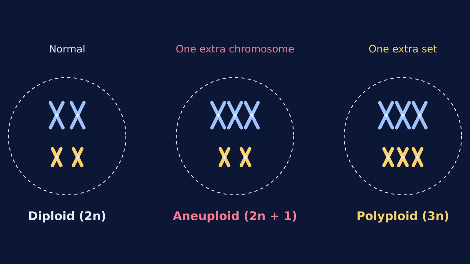 Diagram of diploid, aneuploid, and polyploid cells.