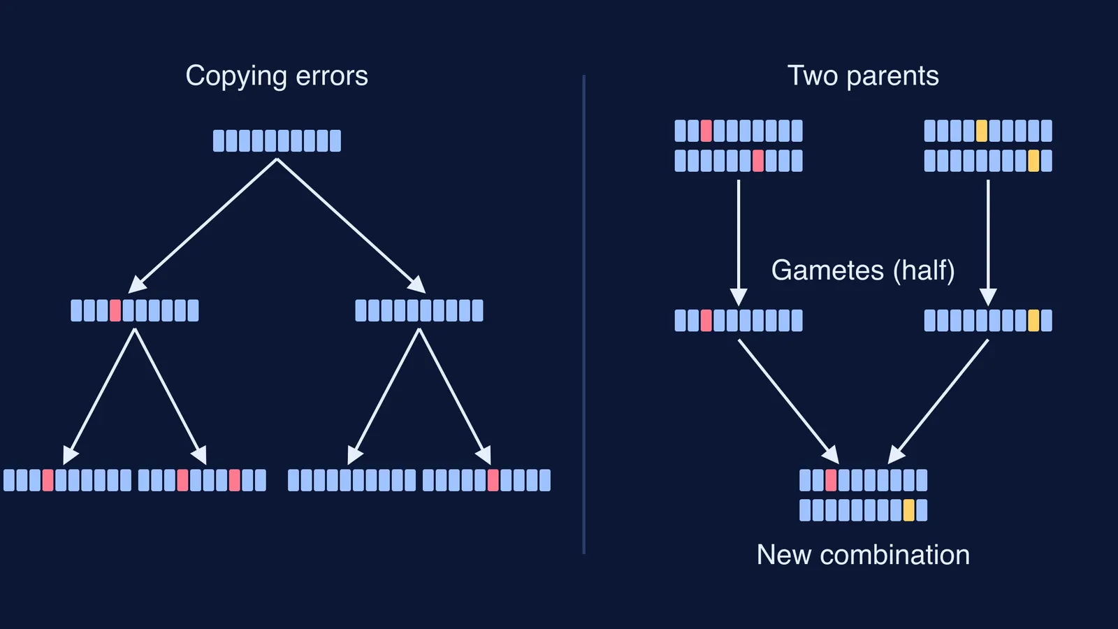 Diagram of DNA copying errors in one lineage and two parents combining DNA