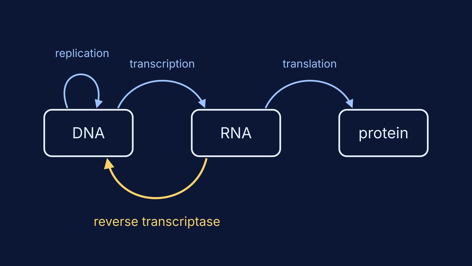 Diagram of DNA, RNA and protein with a highlighted RNA-to-DNA reverse transcription arrow
