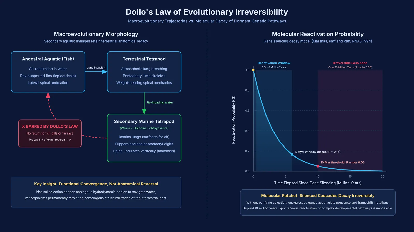 Diagram of Dollo's law showing morphological pathways and molecular decay over millions of years