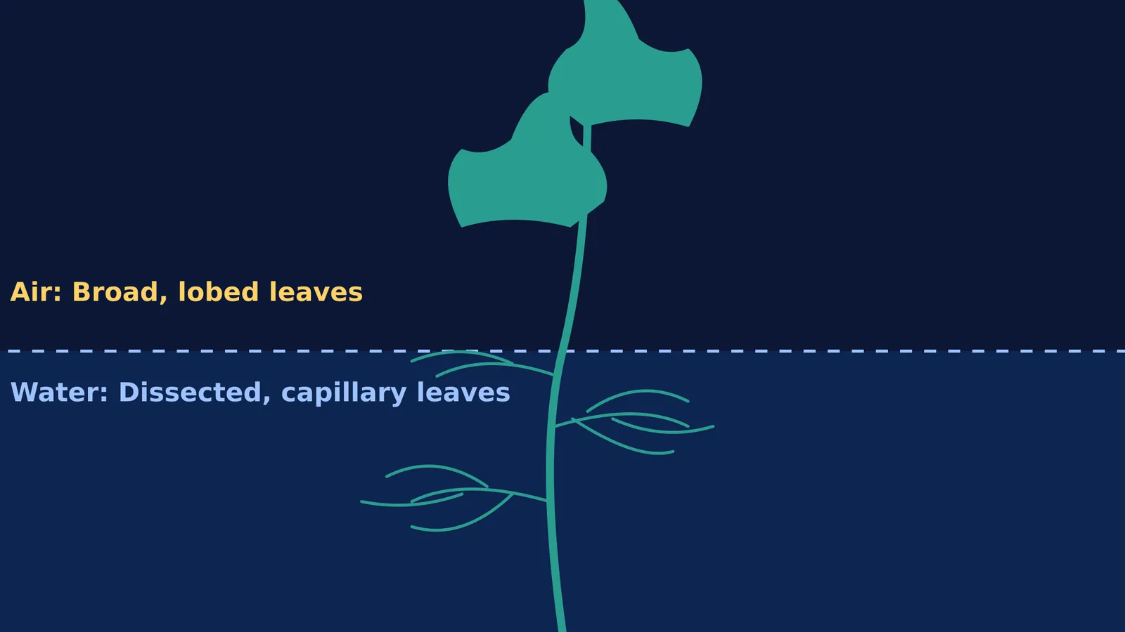 Diagram of environmental heterophylly in a buttercup showing broad aerial and dissected submerged leaves.
