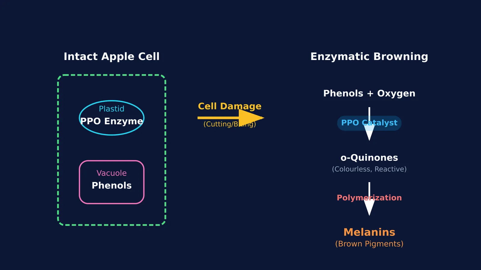 Diagram of enzymatic browning from PPO and phenols in an apple cell
