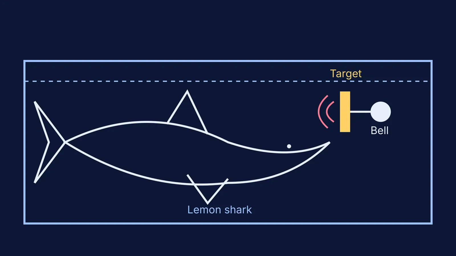 Diagram of Eugenie Clark's operant conditioning setup with a lemon shark and a target