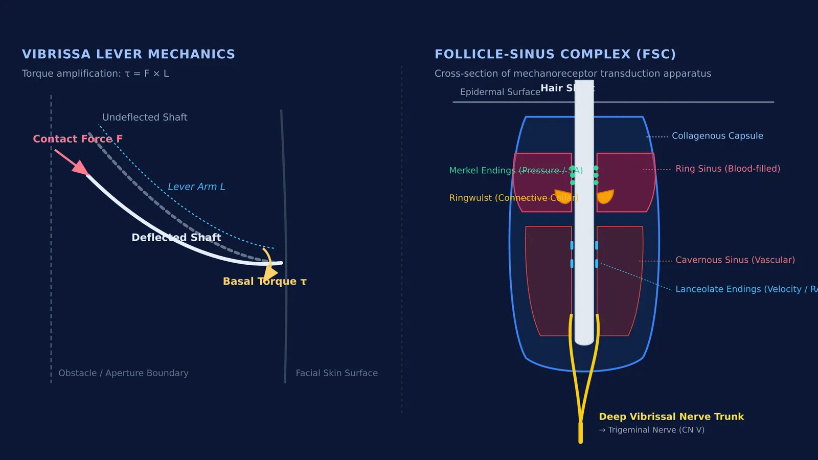 Diagram of feline whisker lever mechanics and follicle-sinus complex mechanoreceptor cross-section