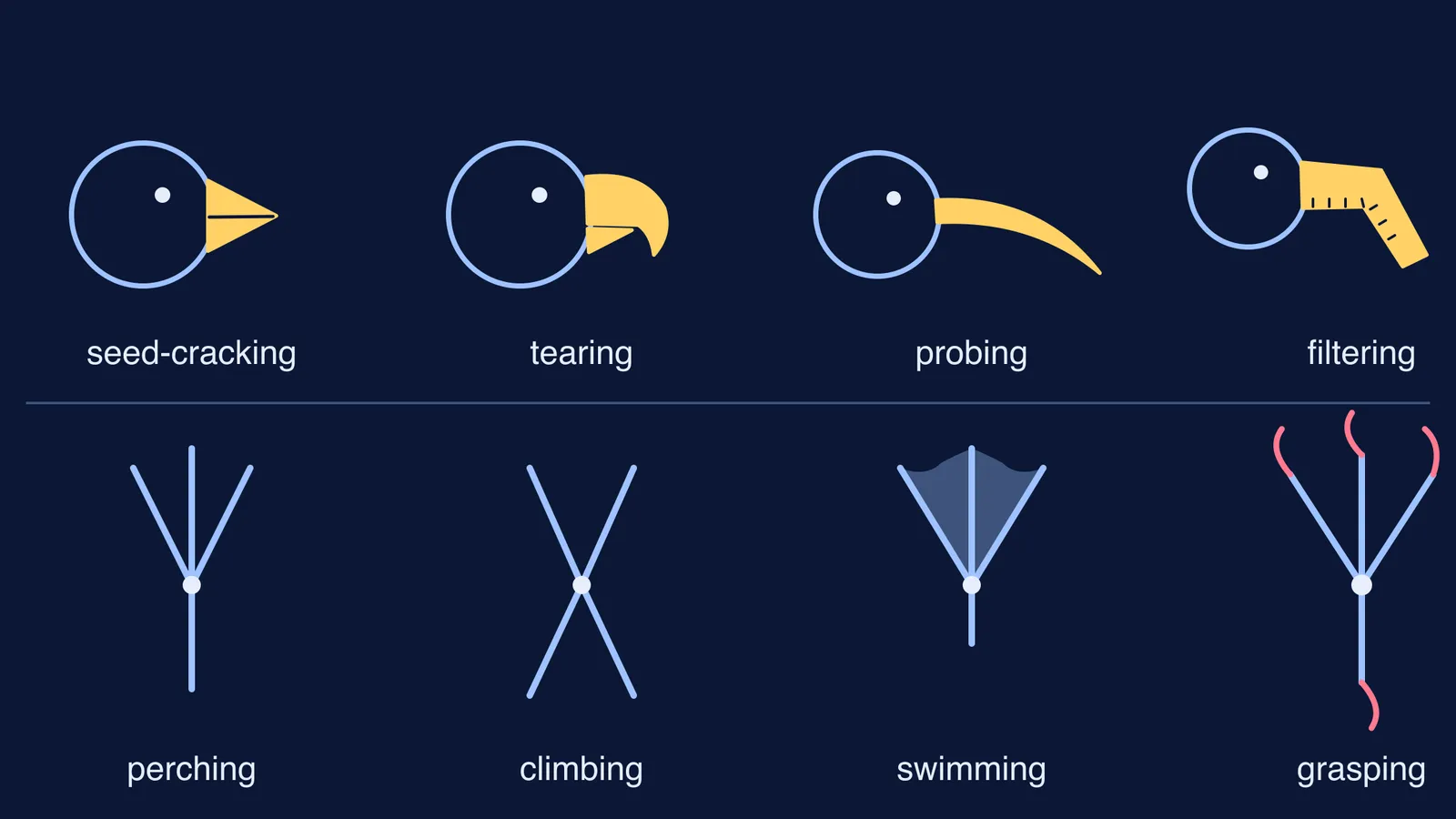 Diagram of four bird beak shapes above four toe arrangements