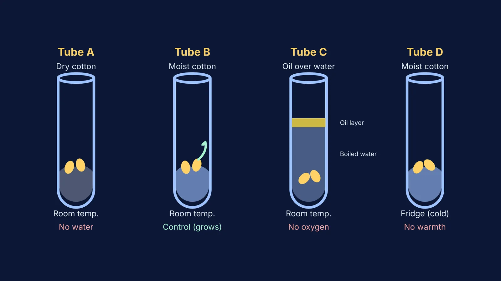 Diagram of four test tubes testing seed germination conditions.