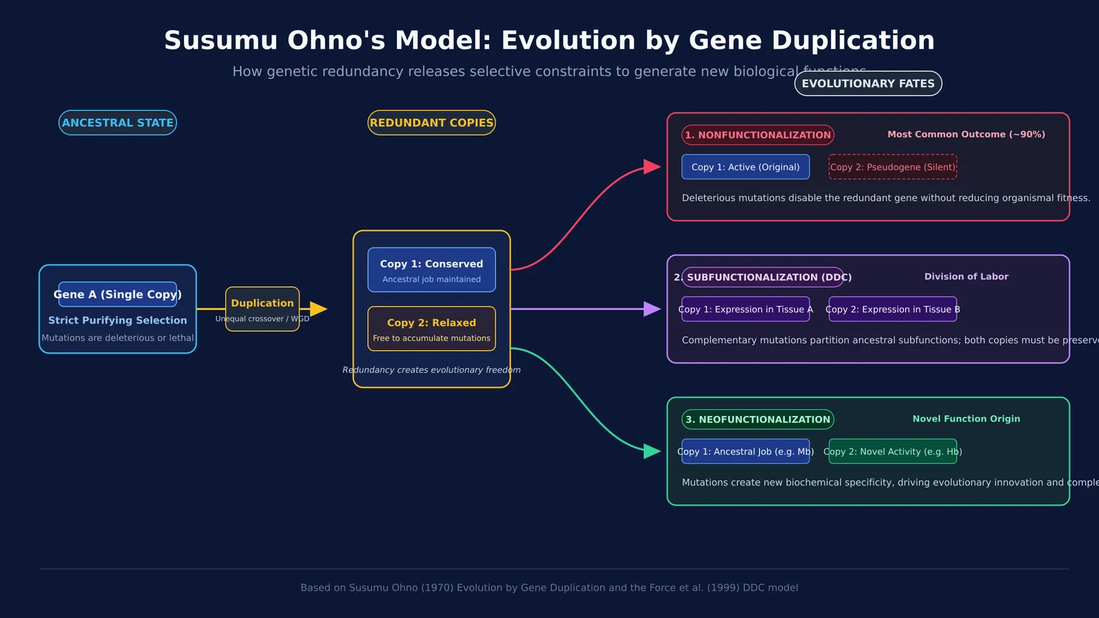 Diagram of gene duplication pathways showing nonfunctionalization, subfunctionalization, and neofunctionalization outcomes
