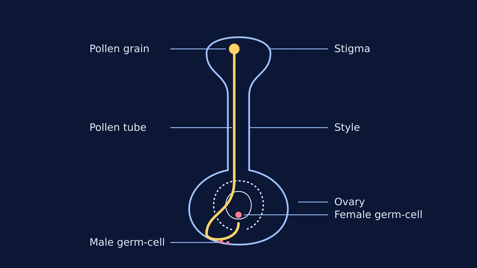 Diagram of germination of pollen on stigma with 7 labels