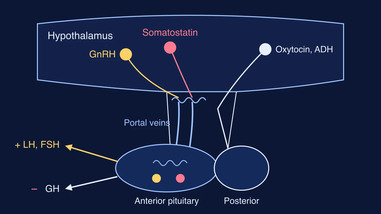 Diagram of GnRH and somatostatin travelling through portal veins to the anterior pituitary