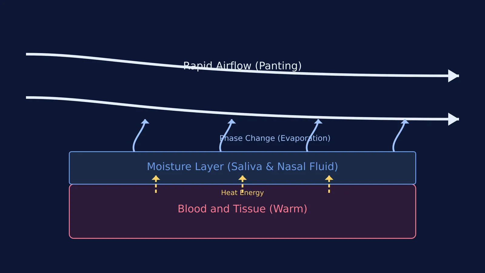 Diagram of heat transferring from tissue to evaporating moisture via airflow.