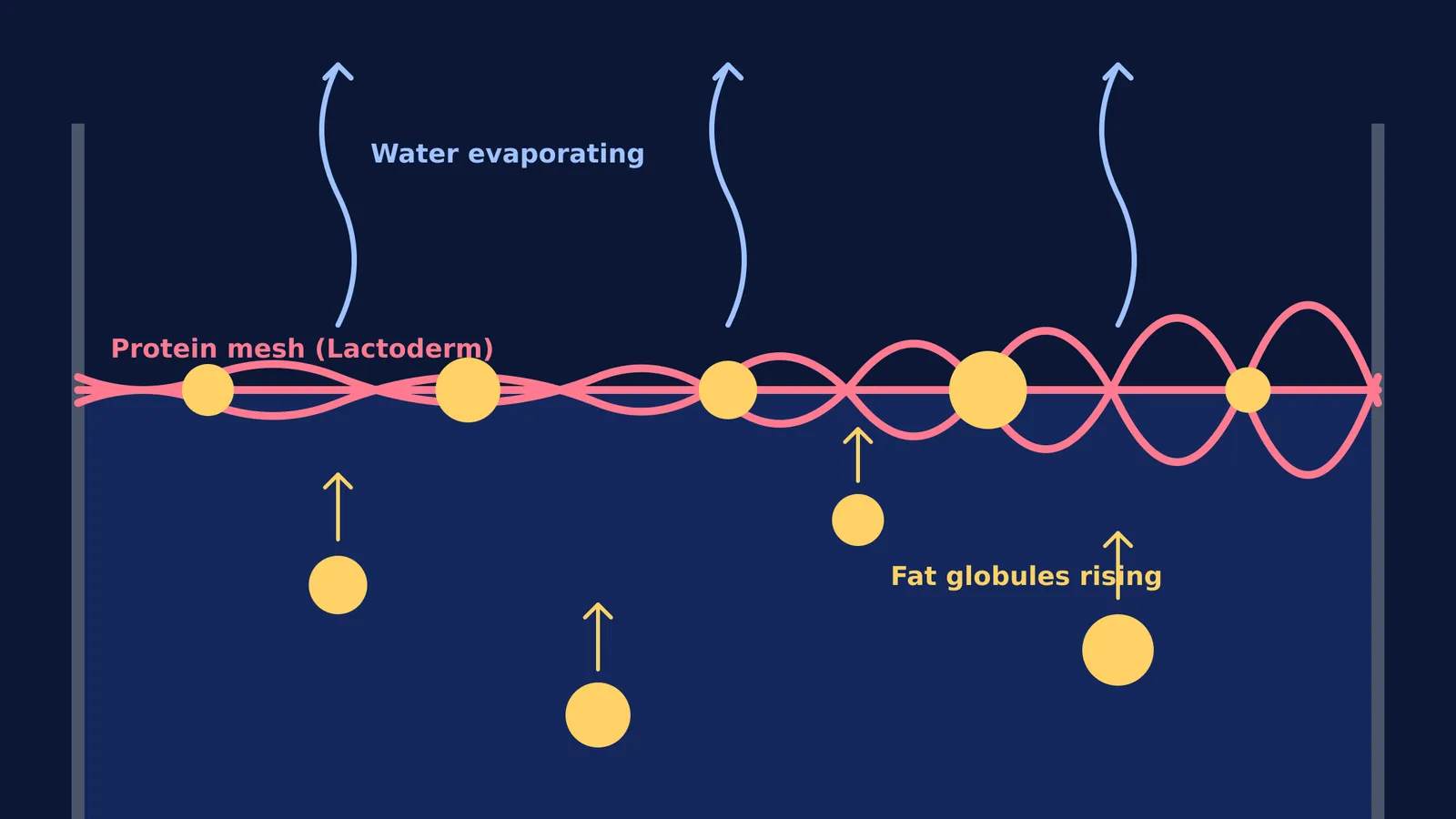 Diagram of heated milk with evaporating water and rising fat globules forming lactoderm