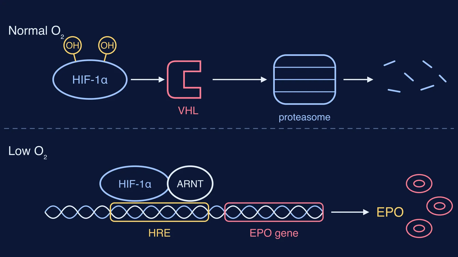 Diagram of HIF-1α destroyed at normal oxygen and switching on EPO at low oxygen