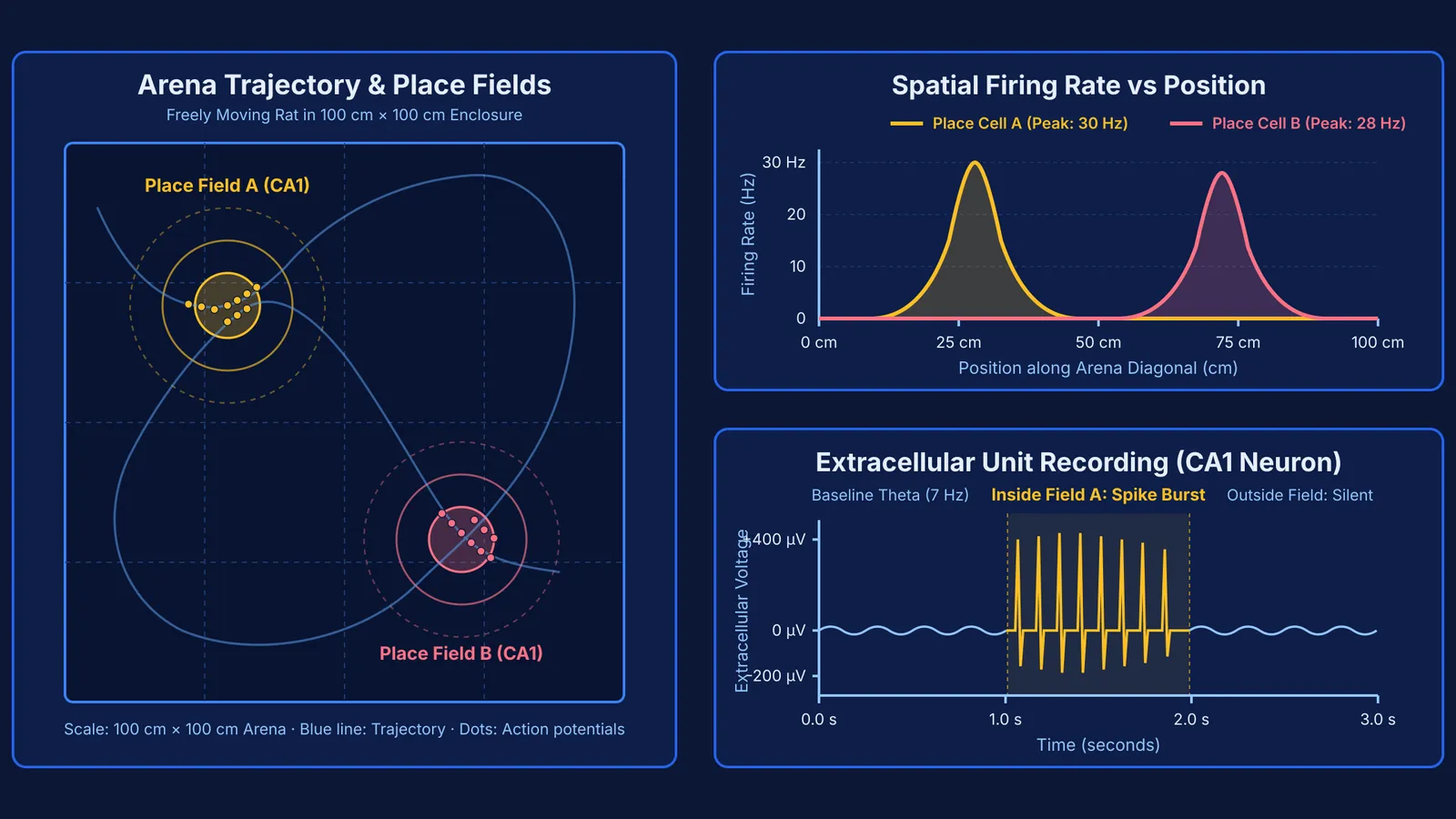 Diagram of hippocampal place fields, rat exploration trajectory, and spatial firing rate curves