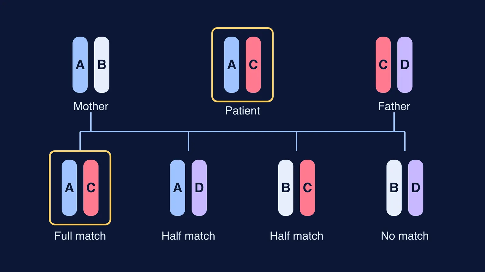 Diagram of HLA inheritance showing one in four siblings is a full match