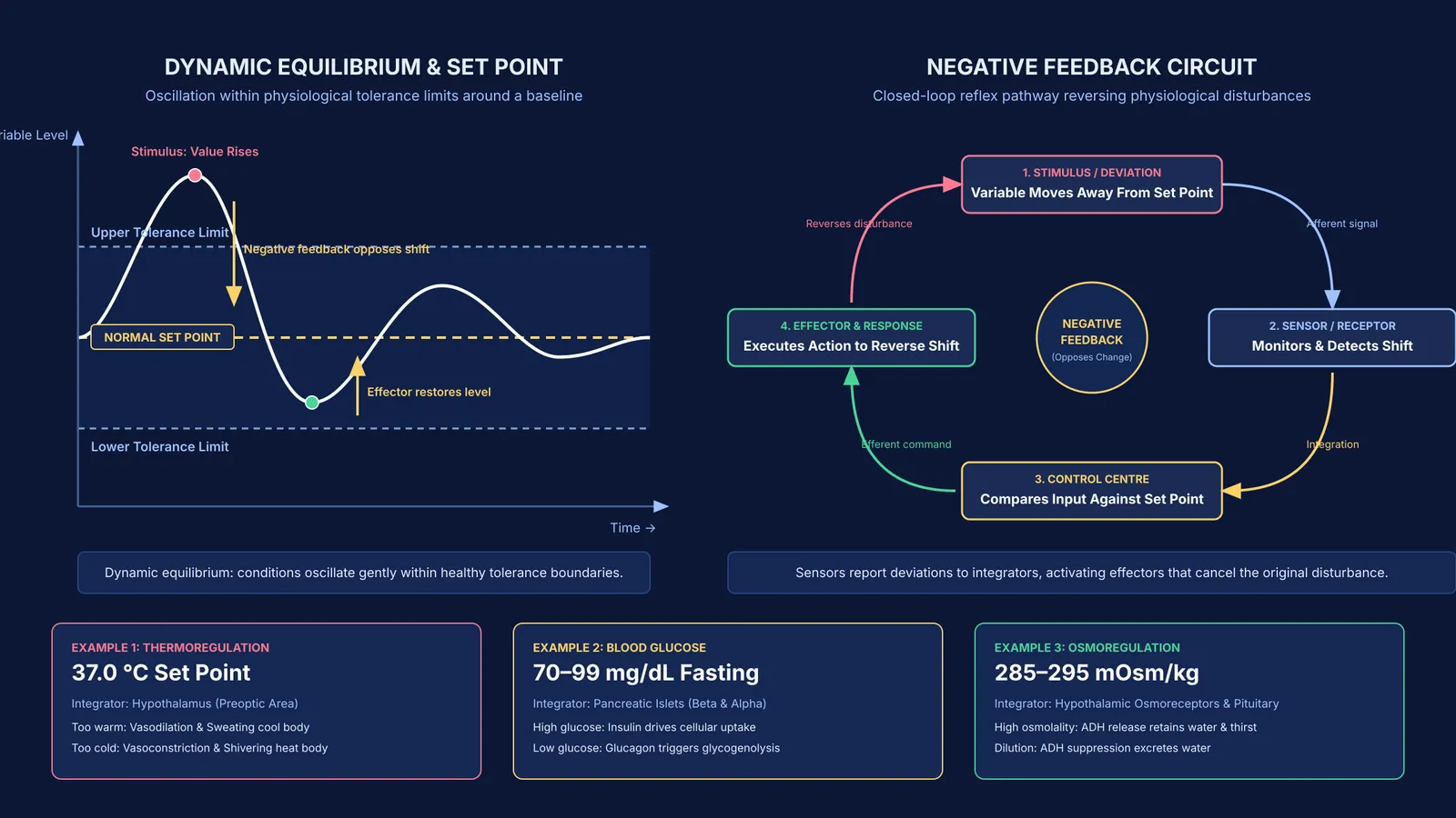 Diagram of homeostatic negative feedback loop and three human physiological set points