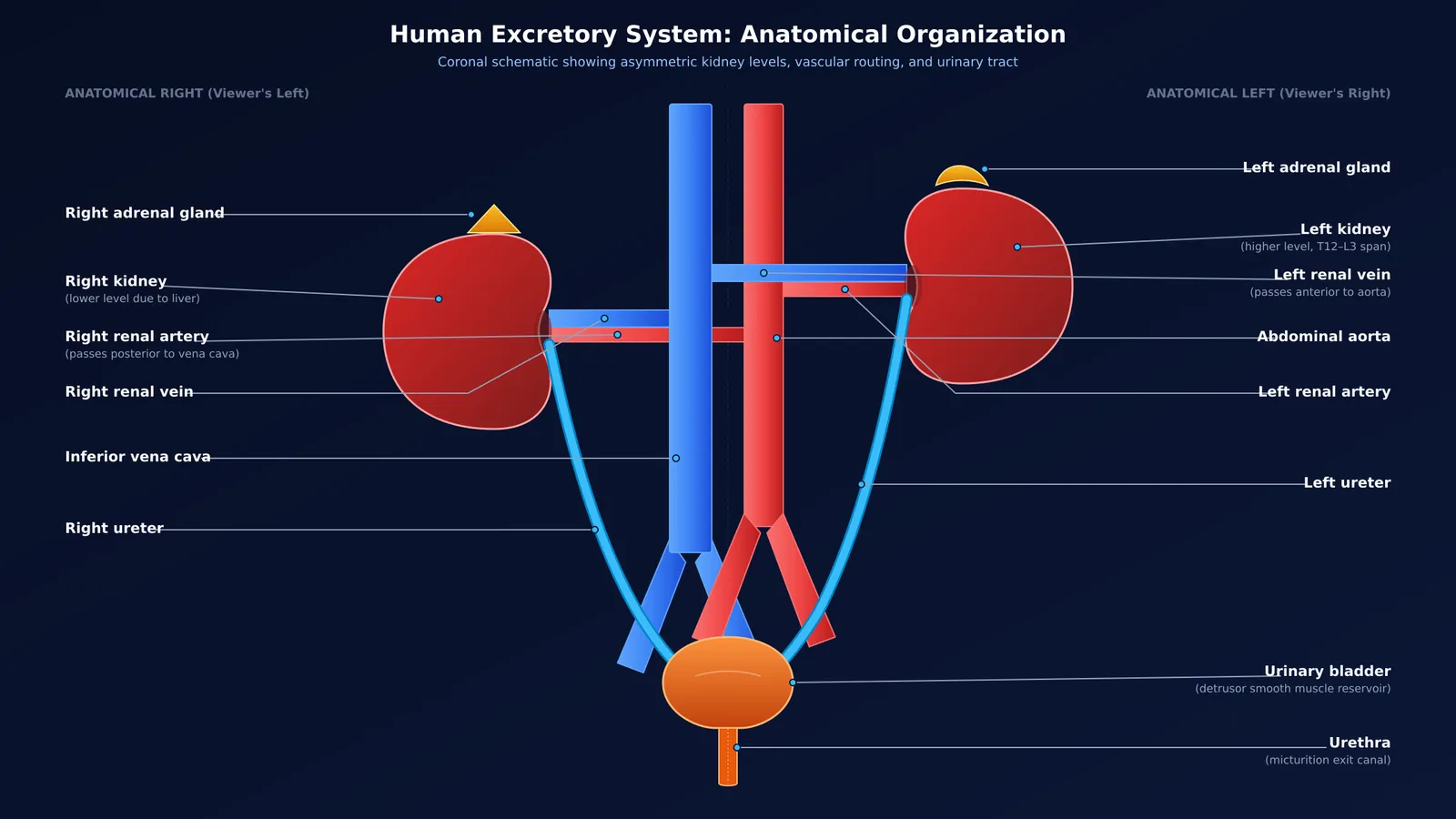 Diagram of human excretory system showing kidneys, ureters, bladder, and renal vessels