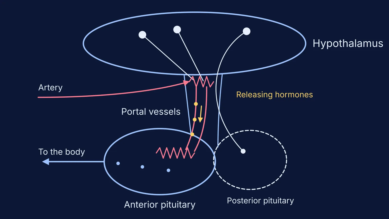 Diagram of hypothalamus, portal vessels and anterior and posterior pituitary