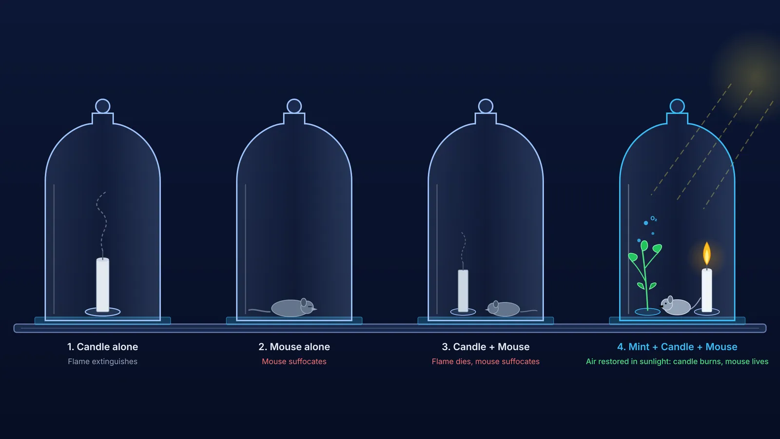 Diagram of Joseph Priestley's four bell jar experiments with candle, mouse, and mint