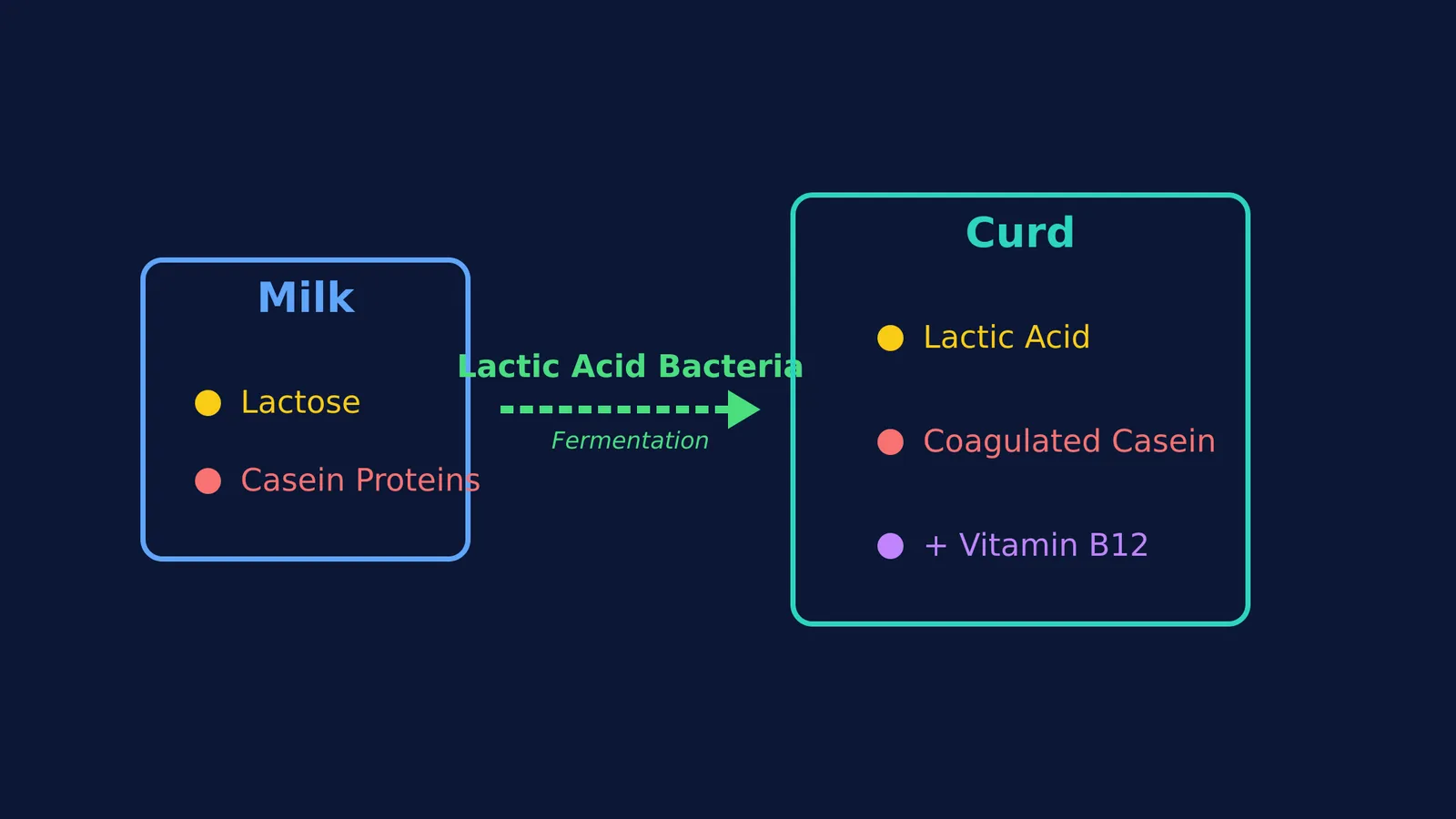 Diagram of lactic acid bacteria converting milk to curd and increasing Vitamin B12