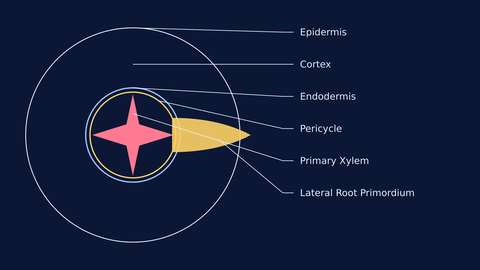 Diagram of lateral root emerging from the pericycle