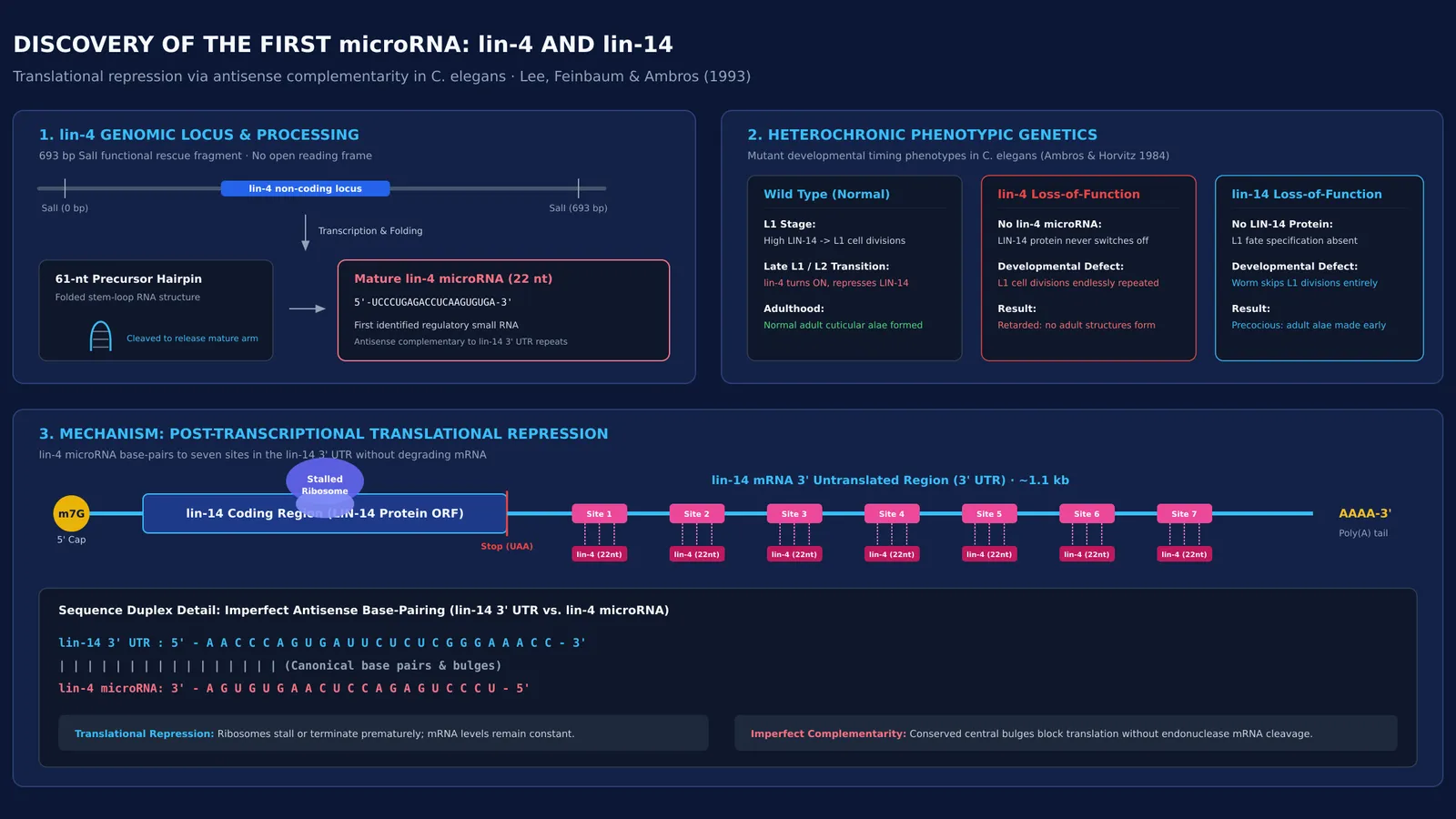 Diagram of lin-4 microRNA base-pairing with lin-14 messenger RNA 3' untranslated region.