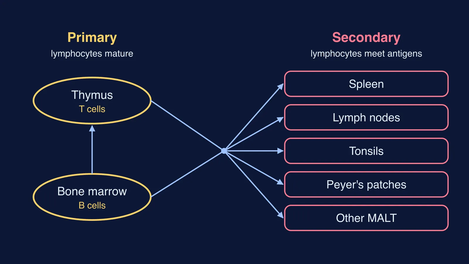 Diagram of lymphocytes moving from bone marrow and thymus to secondary lymphoid organs