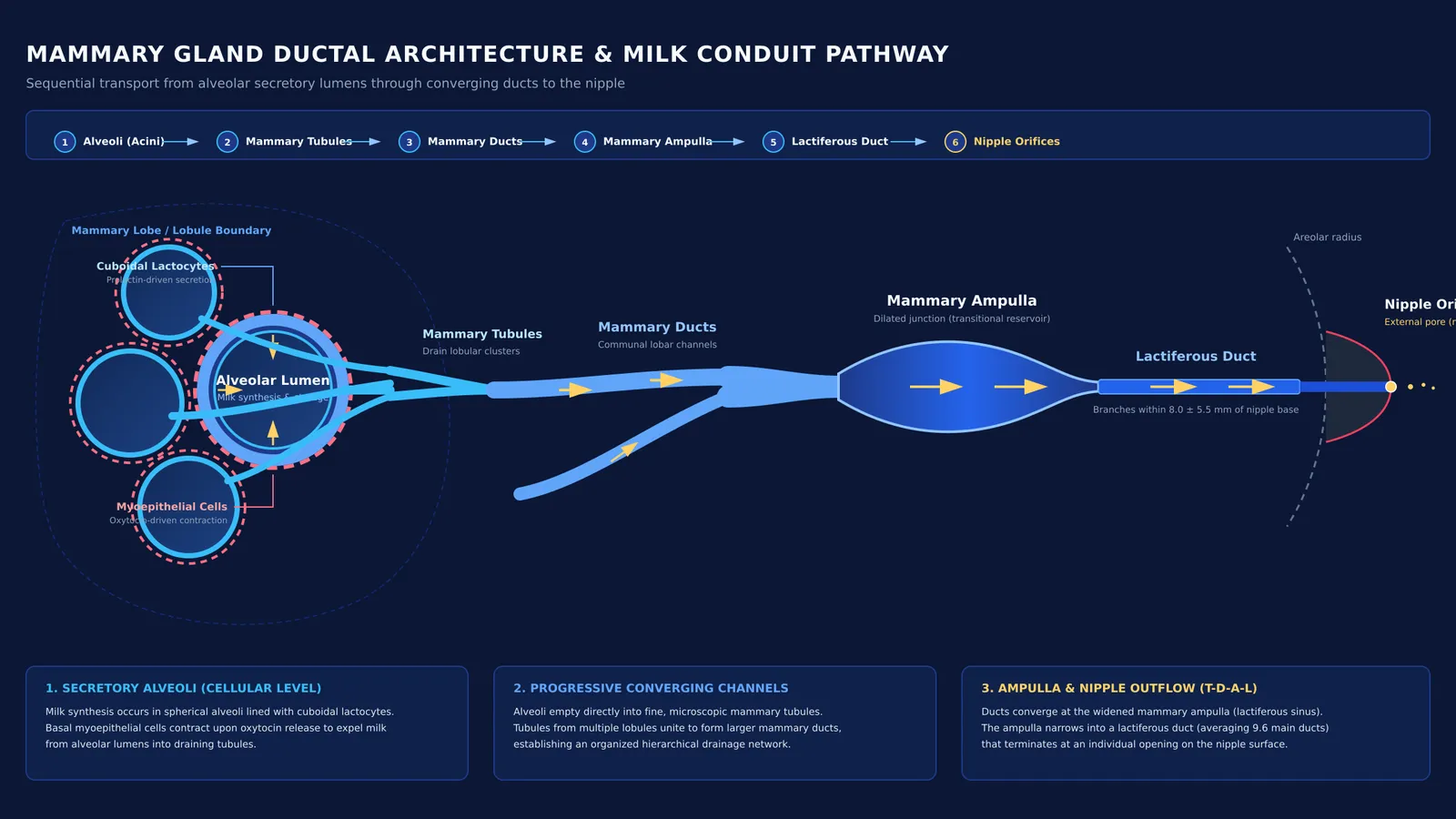 Diagram of mammary gland milk pathway from alveoli through ducts to the nipple