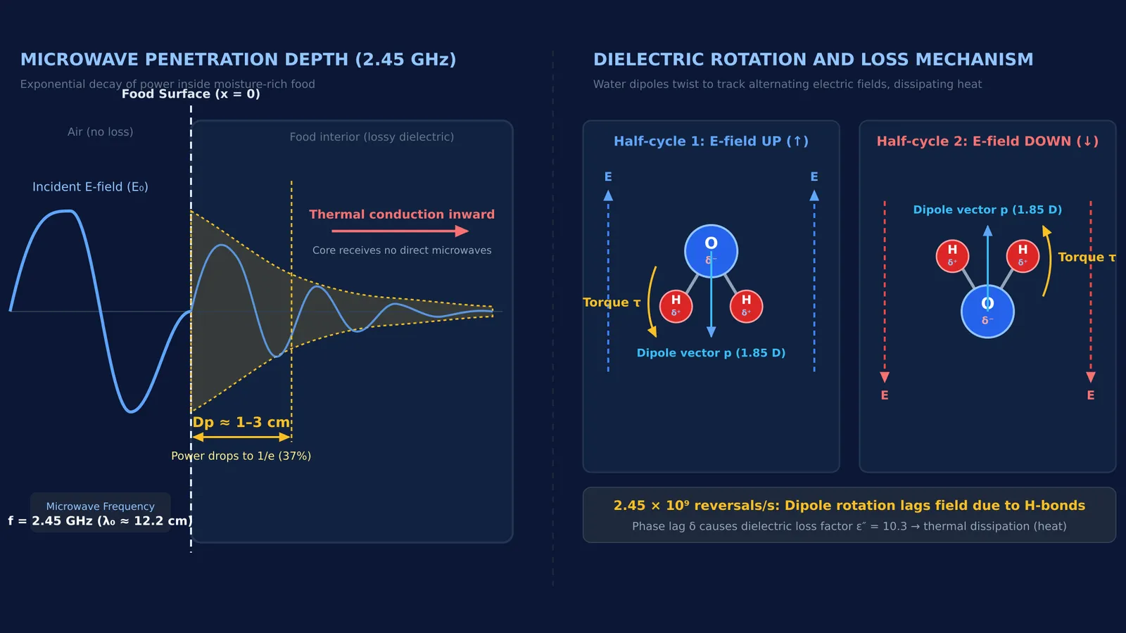 Diagram of microwave penetration depth in food and molecular dipole rotation of water
