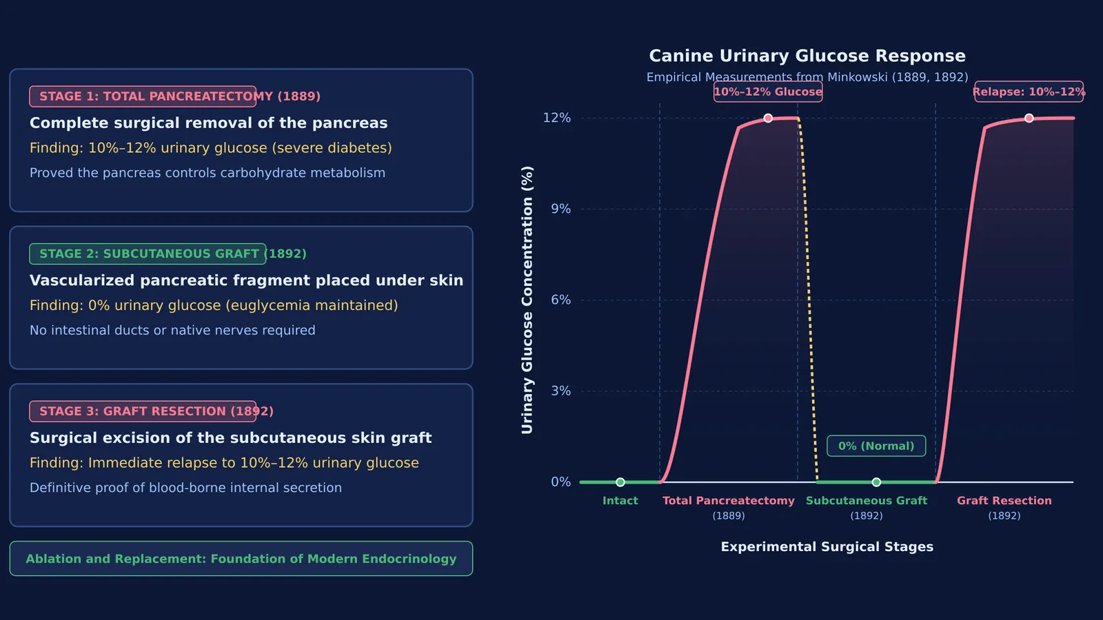 Diagram of Minkowski's pancreatectomy and subcutaneous graft experiments showing urinary glucose response curves