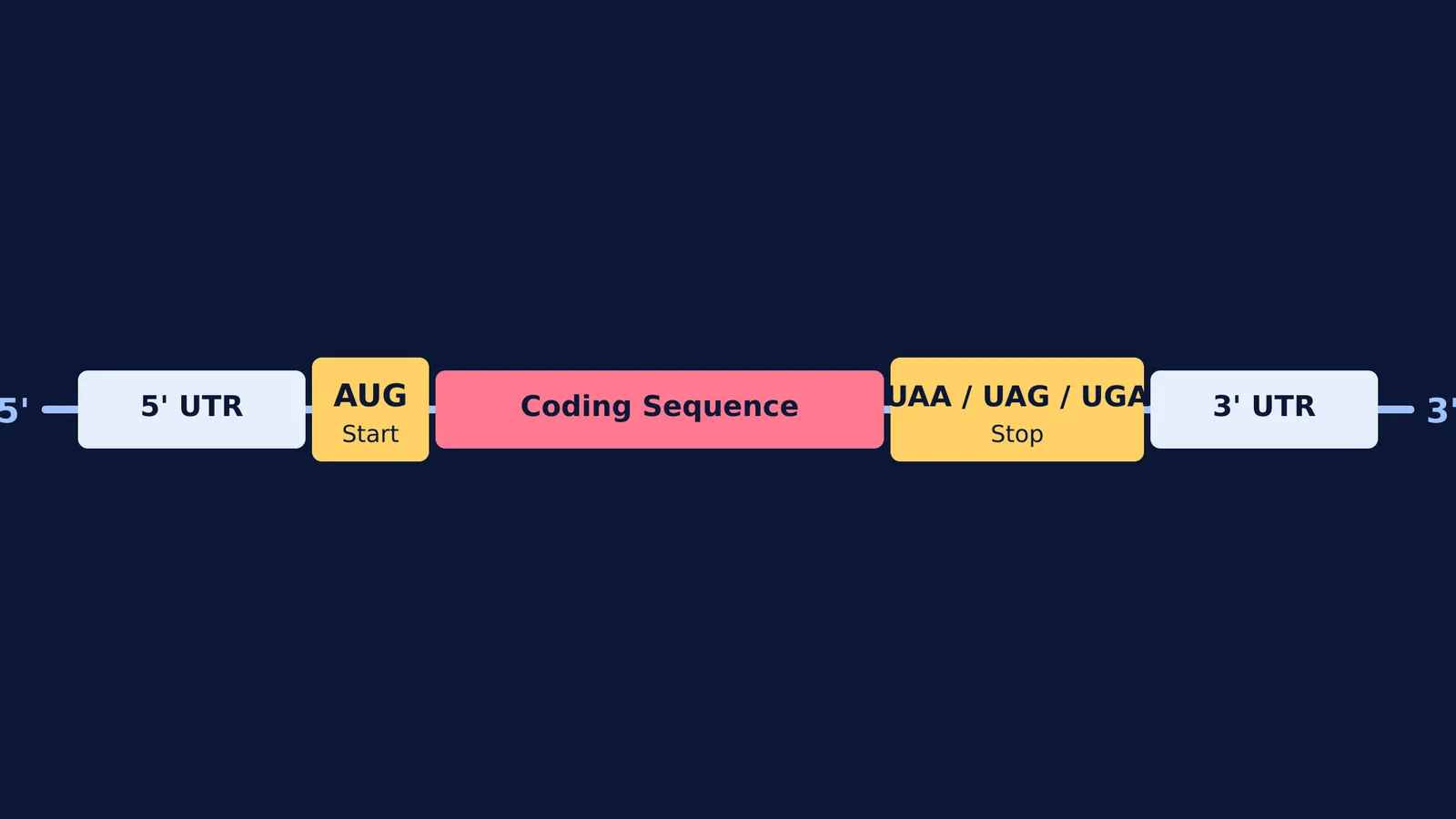 Diagram of mRNA with UTRs and start/stop codons