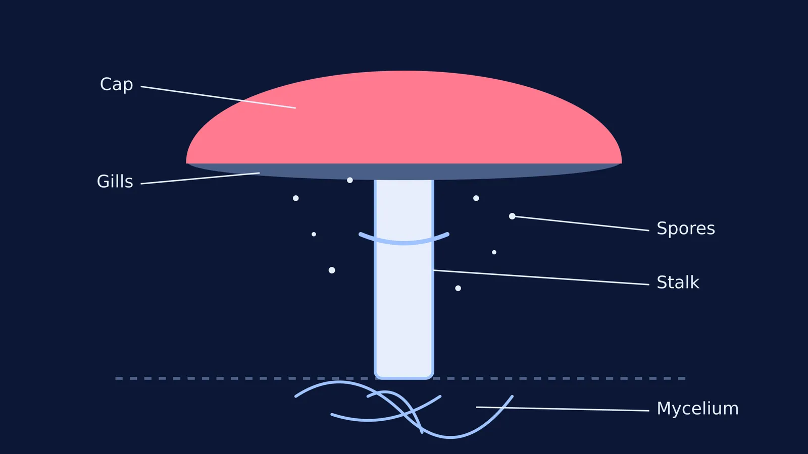 Diagram of mushroom structure showing cap, gills, stalk, spores, and underground mycelium.