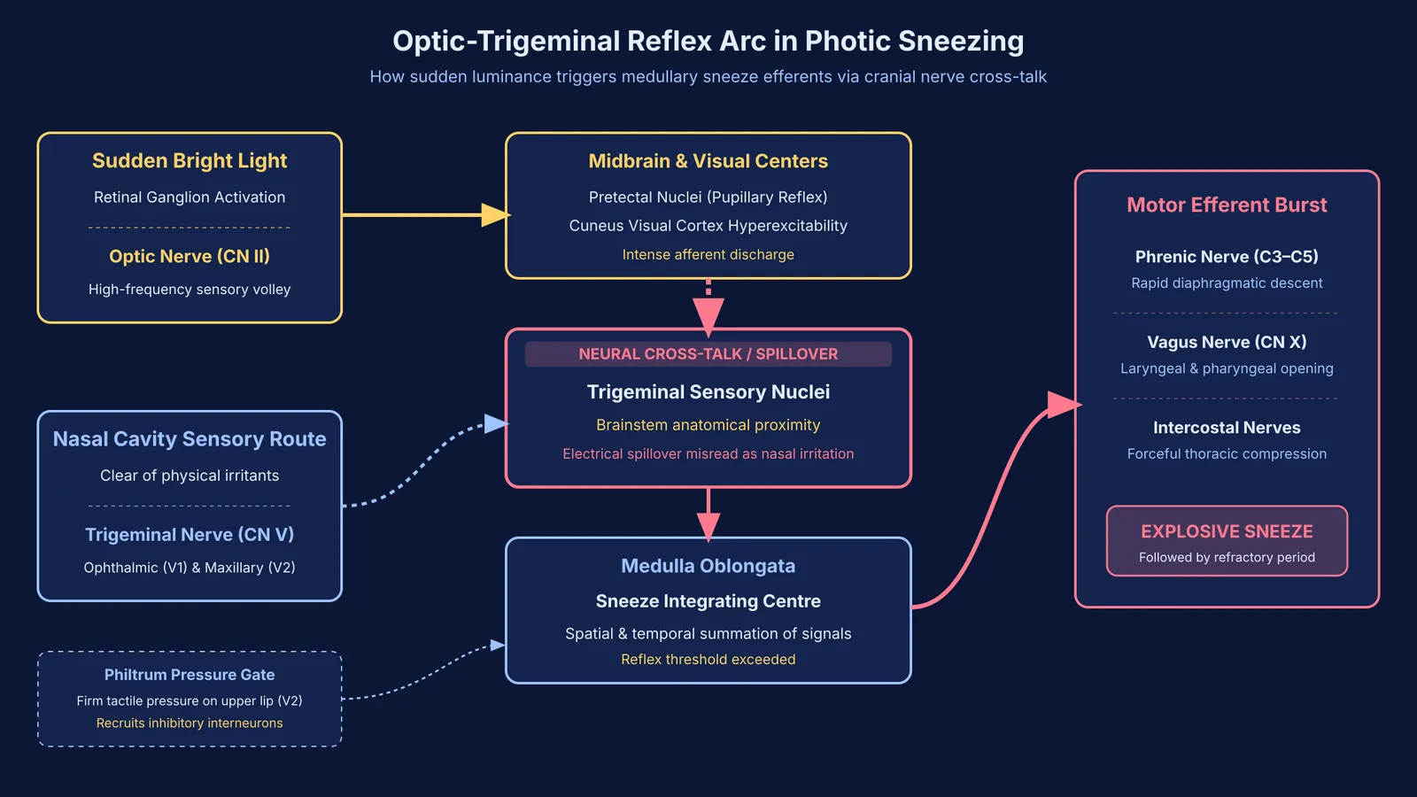 Diagram of neural pathways and optic-trigeminal cross-talk in the photic sneeze reflex