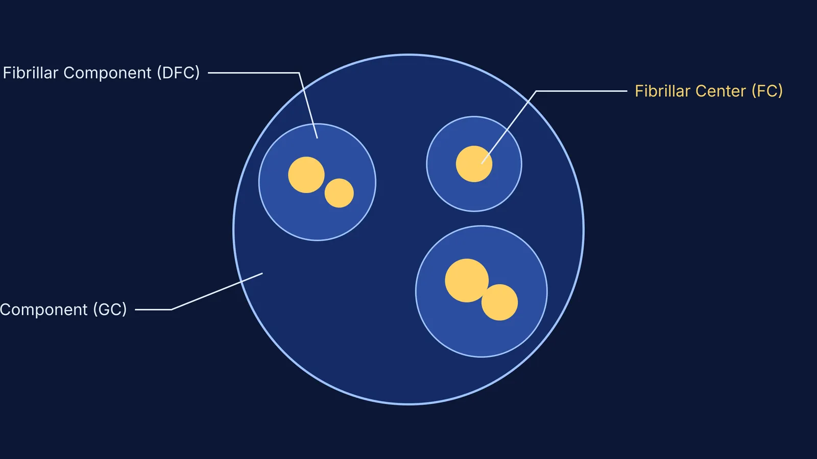 Diagram of nucleolus subcompartments showing nested liquid phases