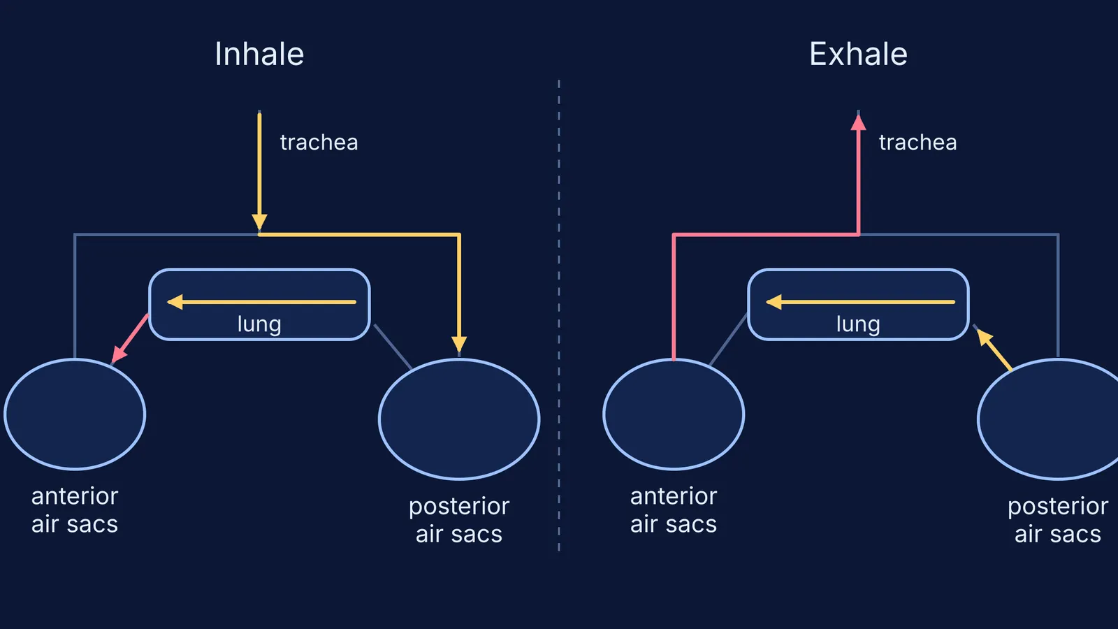 Diagram of one-way airflow through a bird's lung during inhaling and exhaling