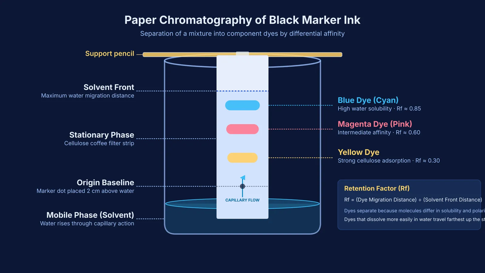 Diagram of paper chromatography separating black marker ink into coloured dye bands