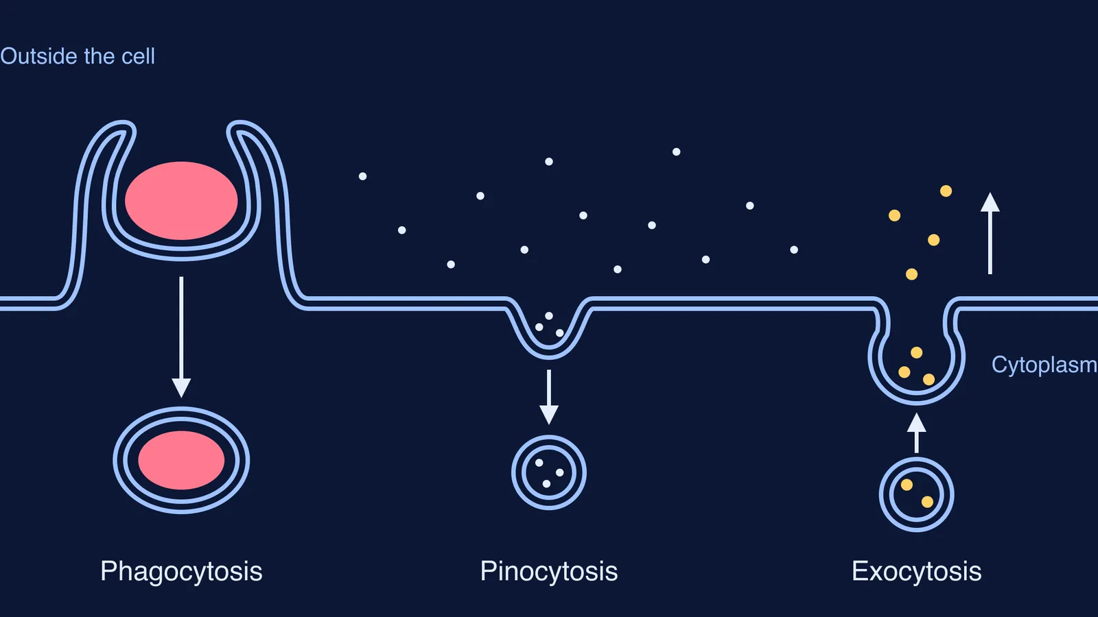Diagram of phagocytosis, pinocytosis and exocytosis at a cell membrane