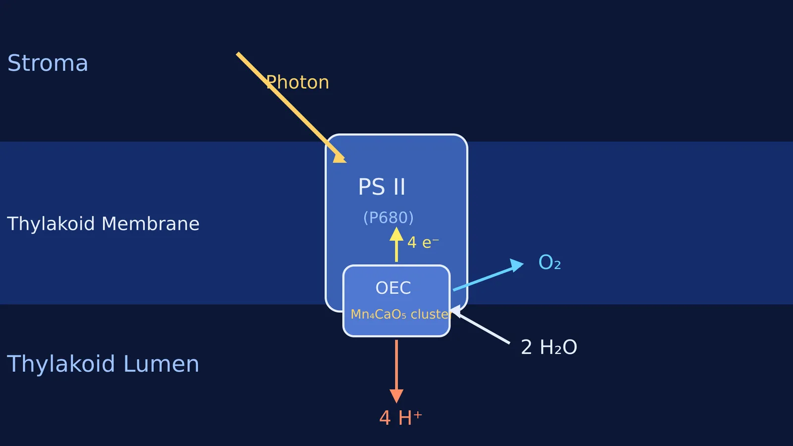 Diagram of photolysis of water at Photosystem II