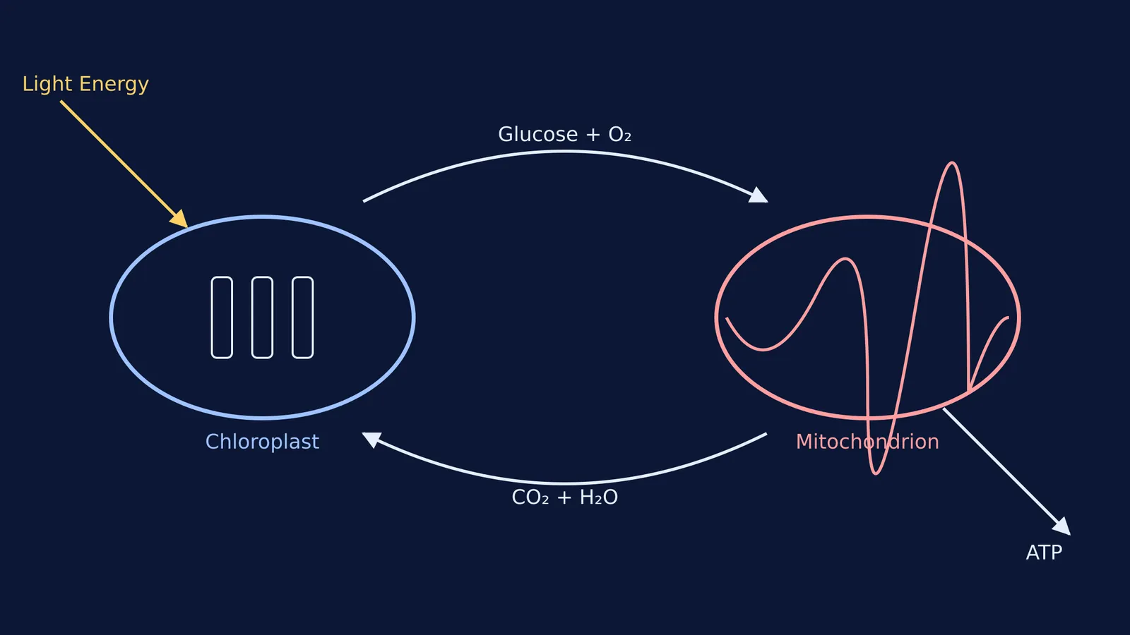 Diagram of photosynthesis and cellular respiration cycle