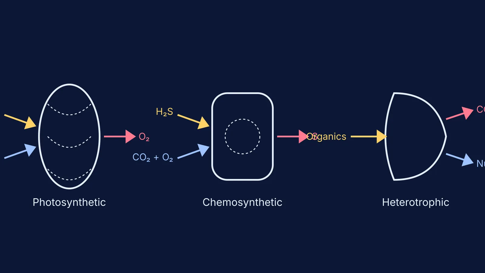 Diagram of photosynthetic, chemosynthetic and heterotrophic bacteria