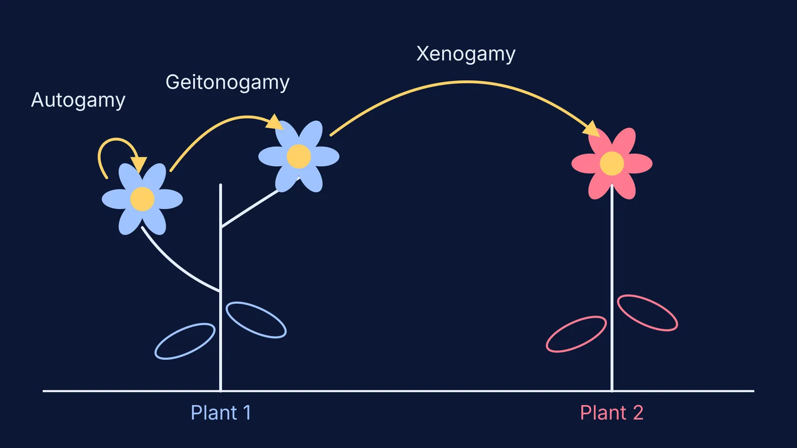 Diagram of pollen moving within a flower, between flowers on one plant, and between plants