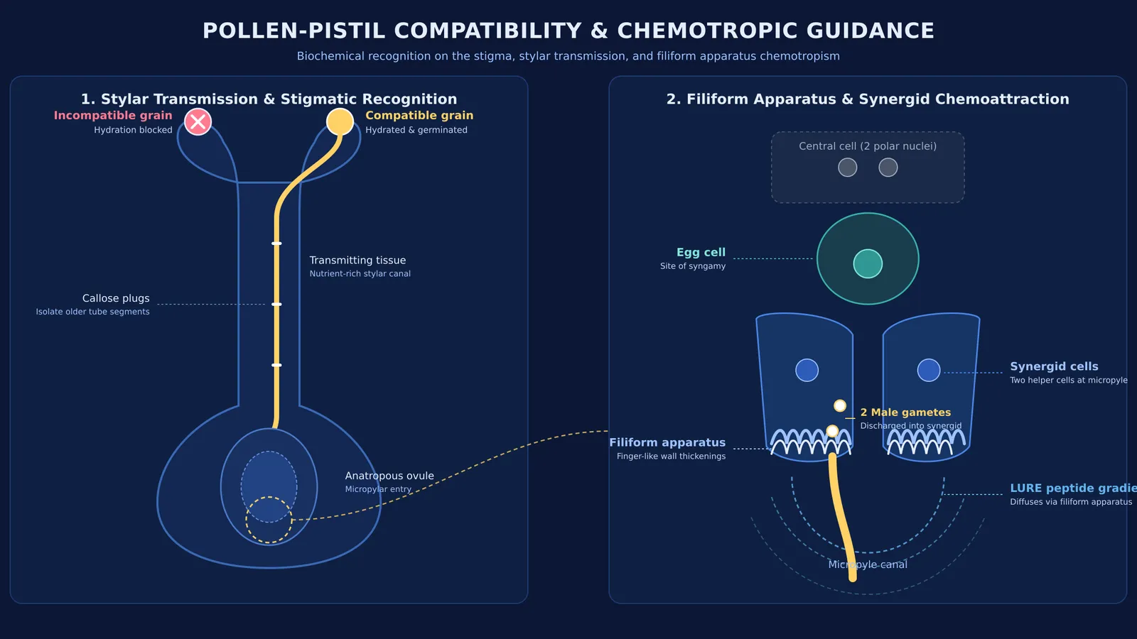 Diagram of pollen-pistil interaction showing pollen tube growth and filiform apparatus guidance