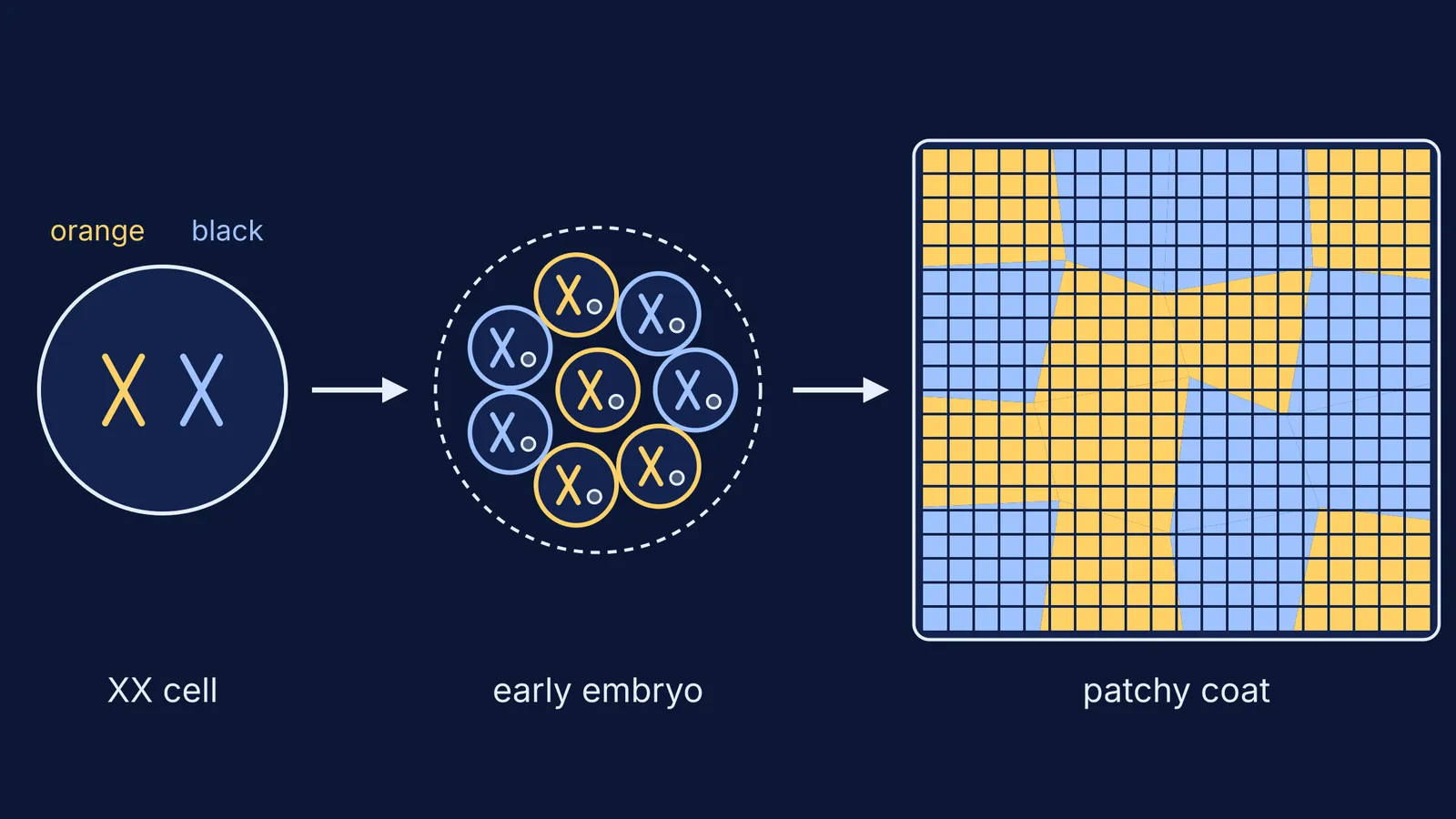 Diagram of random X inactivation producing orange and black coat patches