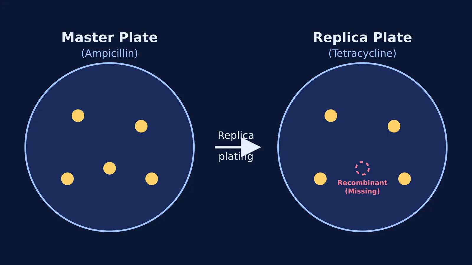 Diagram of replica plating showing a recombinant colony missing on the tetracycline plate