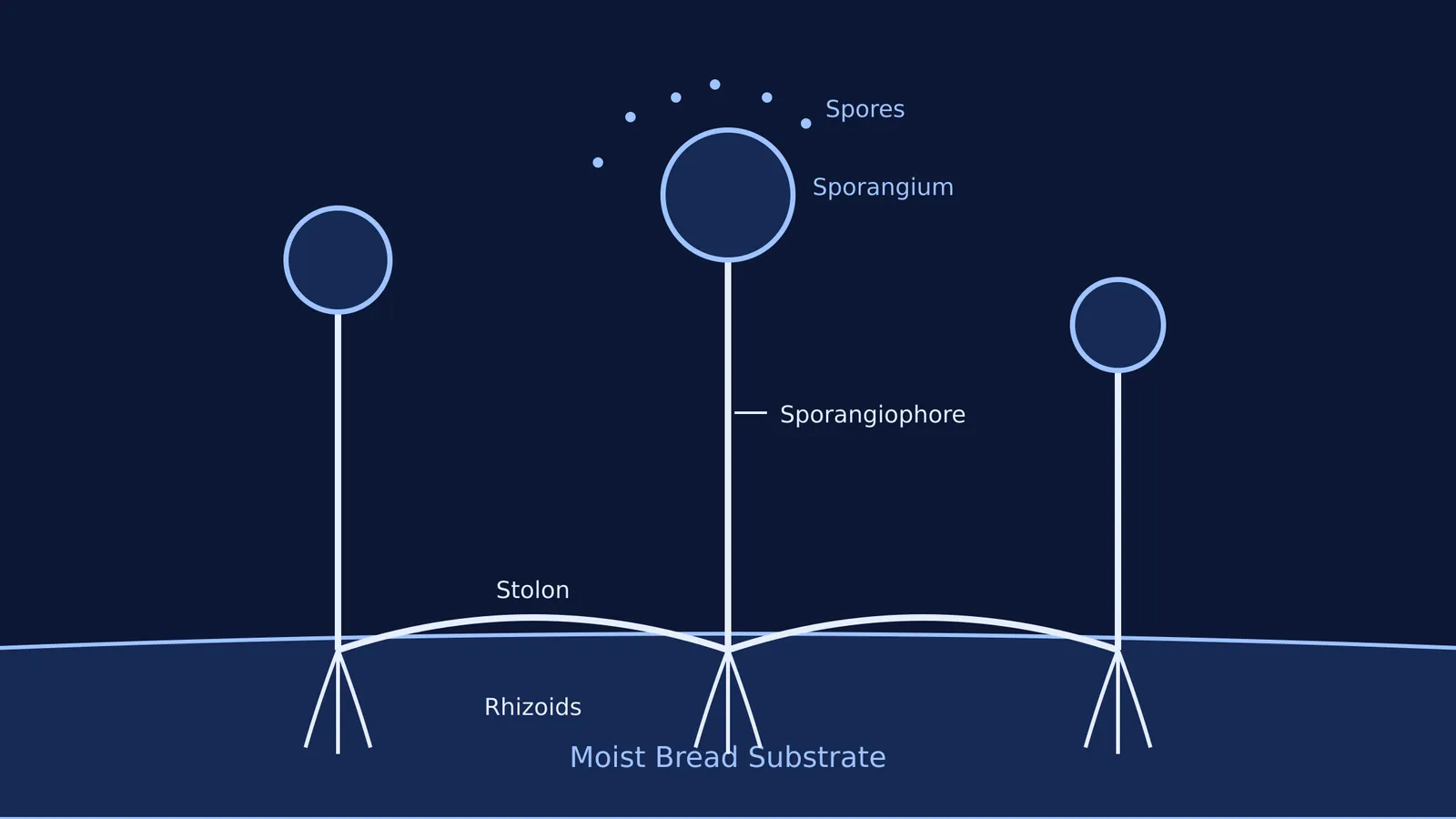 Diagram of Rhizopus stolonifer reproducing on bread, showing stolons and spores.