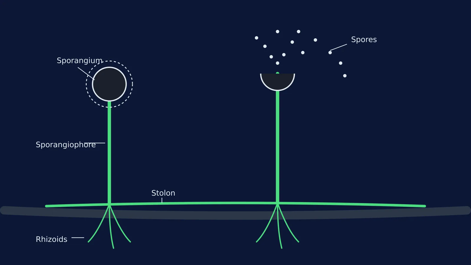 Diagram of Rhizopus structure showing rhizoids, stolon, sporangiophores, and bursting sporangia.