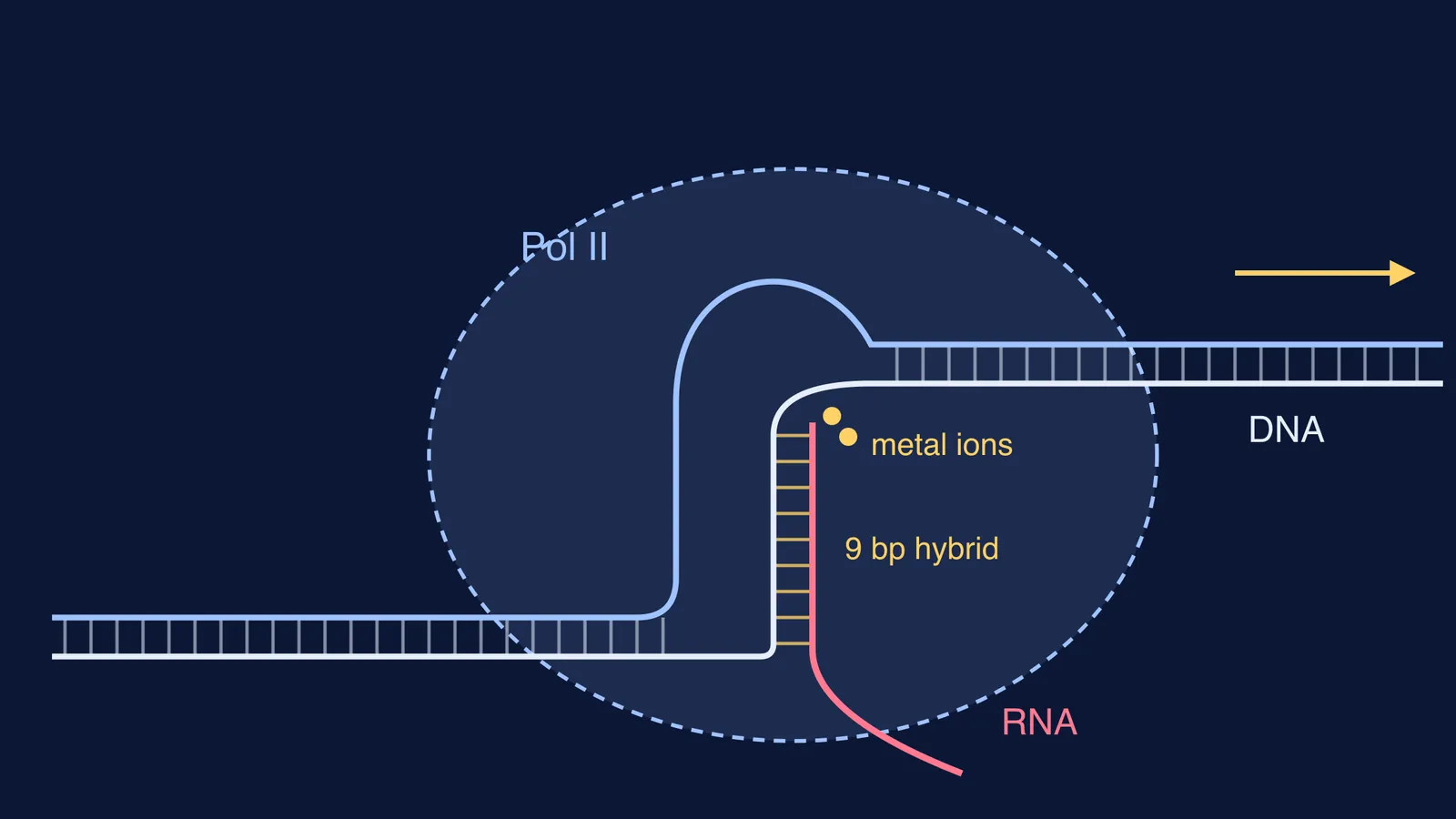 Diagram of RNA polymerase II unwinding DNA and building RNA