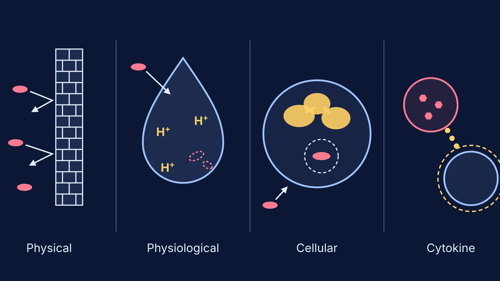 Diagram of skin wall, stomach acid, a neutrophil and interferon signalling
