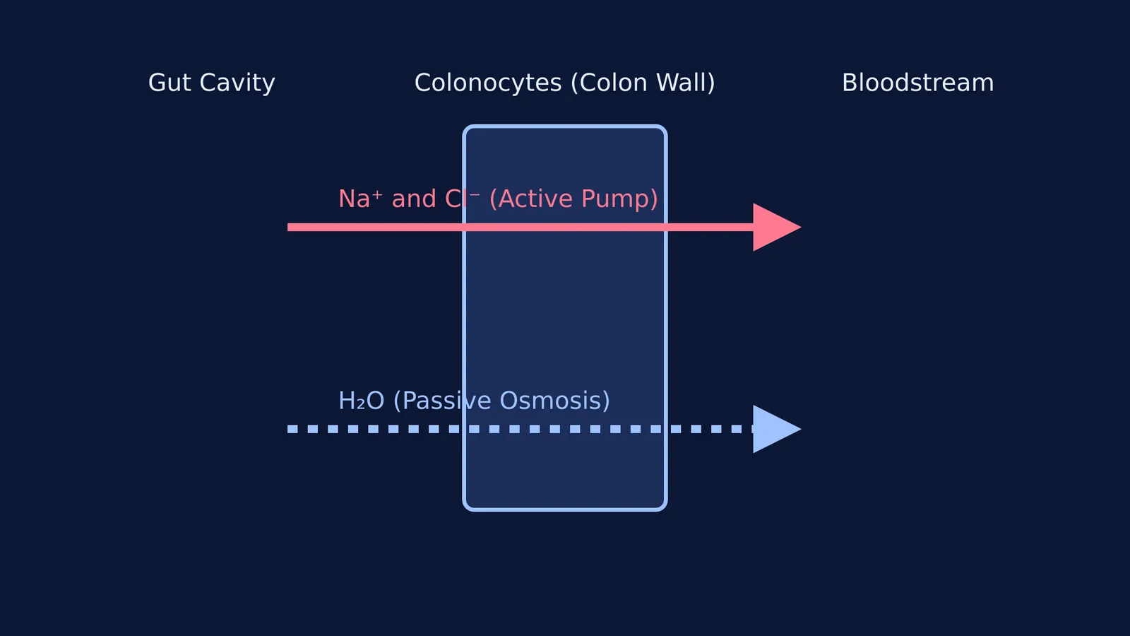 Diagram of sodium and chloride actively pumped from the colon, with water following by osmosis.