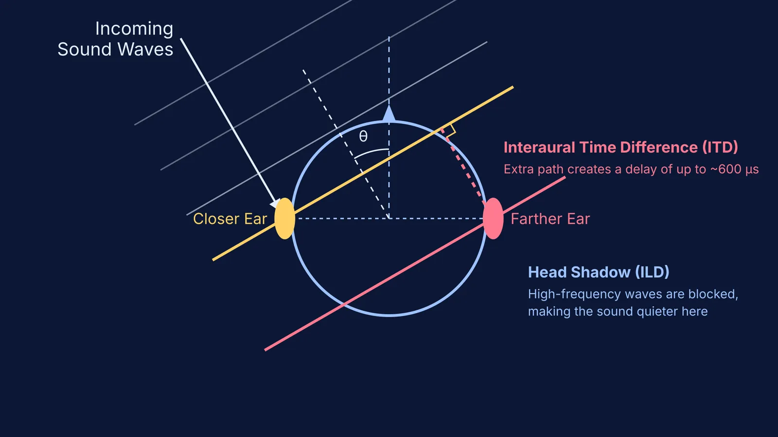 Diagram of sound waves reaching a human head from an angle.