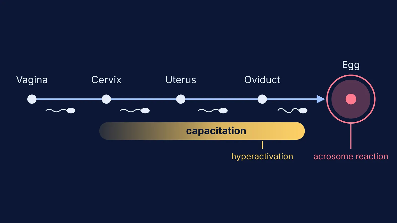 Diagram of sperm route from vagina to egg with capacitation in the oviduct